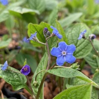 Omphalodes verna